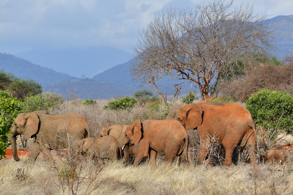 Tsavo East National Park